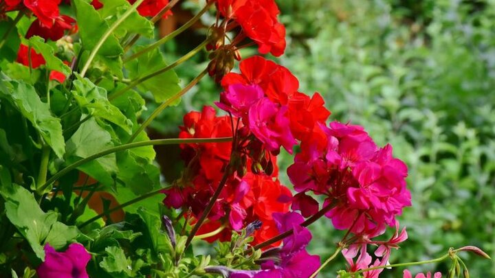 Picture of red geranium.