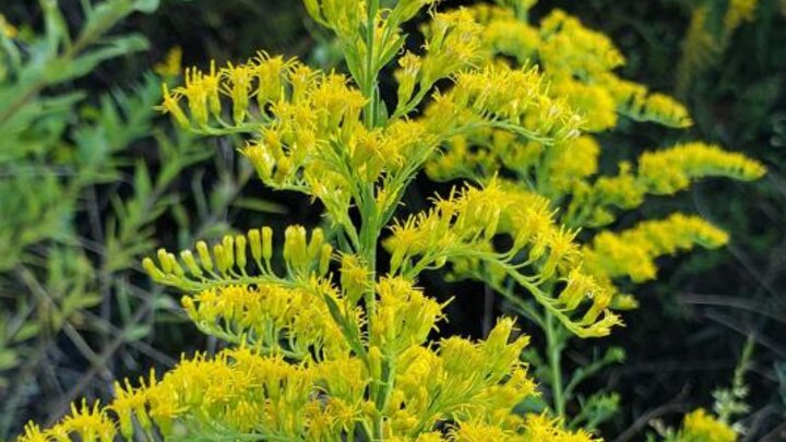 Picture of Goldenrod Wildflower