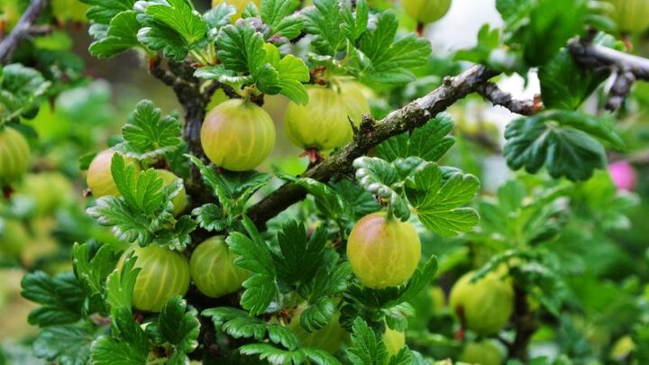 Picture of Green Gooseberry.