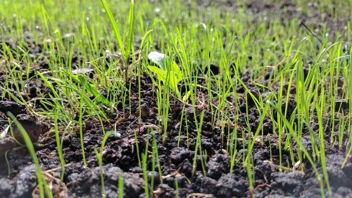 Close-up of young grass growing in wet soil