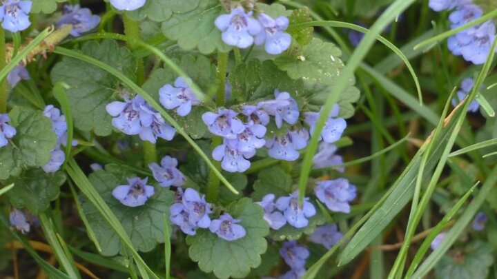 Picture of ground ivy