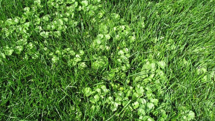 Image of ground ivy in lawn. 