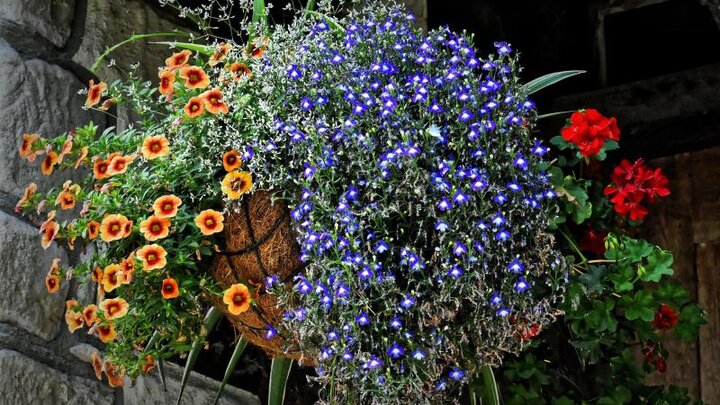 Picture of hanging basket