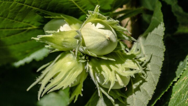 Cluster of hazelnuts still on the plant and in the green bract.