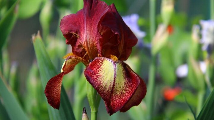 Picture of a red iris.