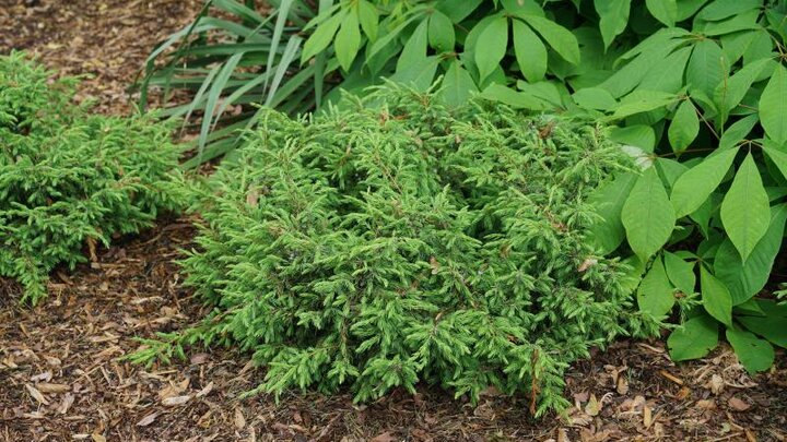 Picture of Juniperus tortuga. 