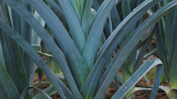 Picture of Leek plants