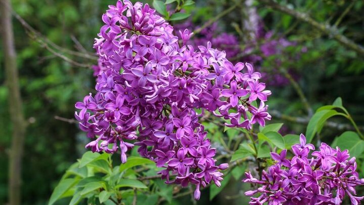 Picture of Lilac