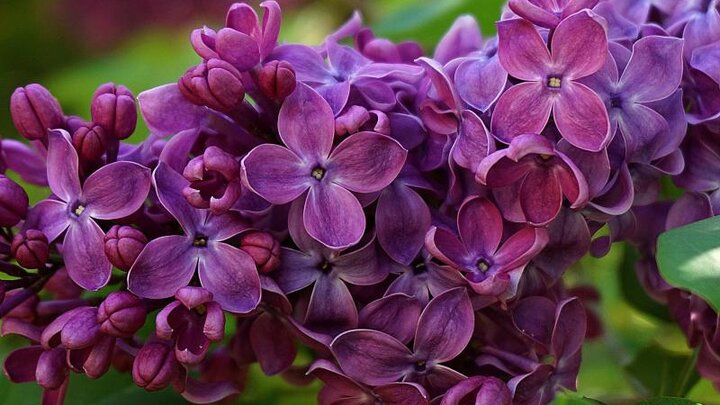 Image of dark purple lilac flowers.