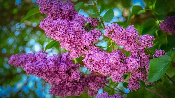 Picture of Purple Lilac Bush