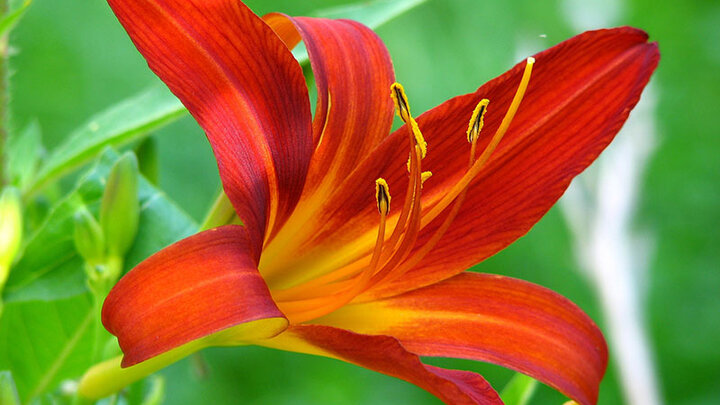 Image of orange lily flowers. 