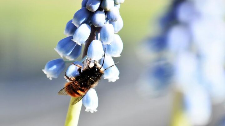 Picture of Mason- bee on flower