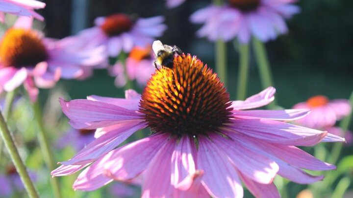 Picture of Mason Bee on a Flower