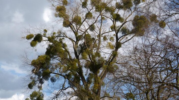 Picture of mistletoe-laden tree.