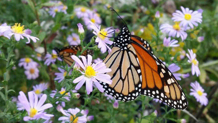 Image of monarch butterfly on aster flowers. 