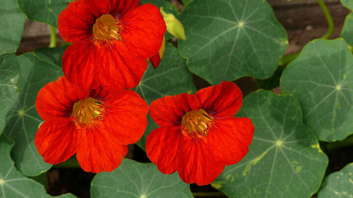 Image of Nasturtium flowers. 