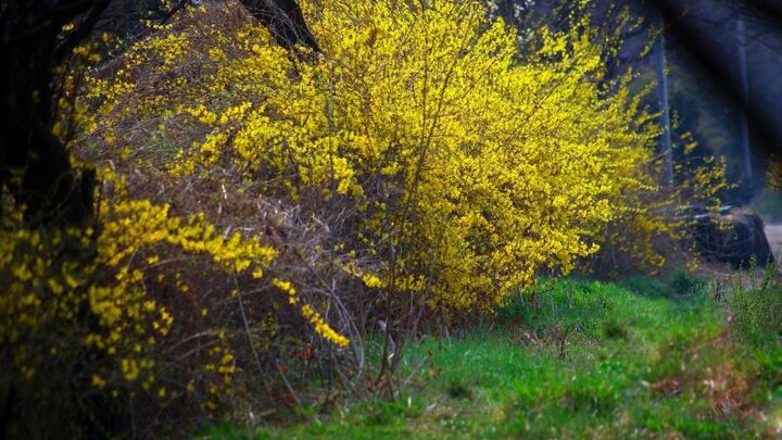 Image of forsythia shrub. 