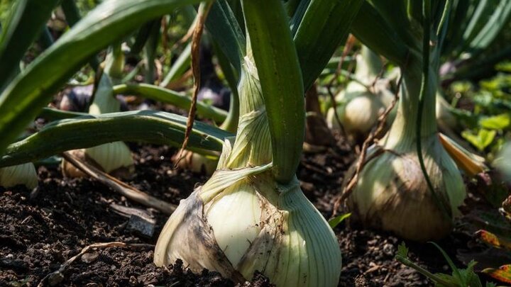 Image of mature onions in the ground