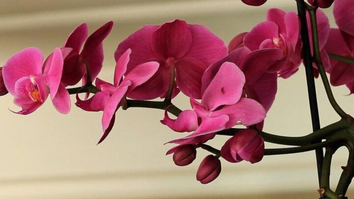 Image of moth orchid.