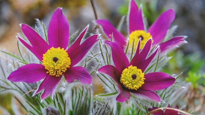 Image of pasque flower, Pulsatilla vulgaris. 