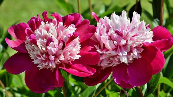 Picture of Peonies in bloom.