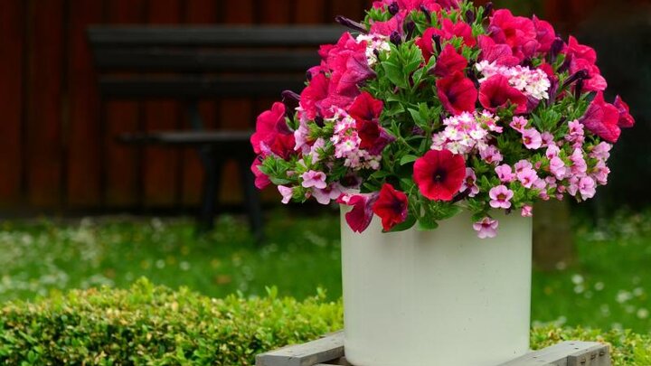 Picture of petunia as a bouquet in white container.