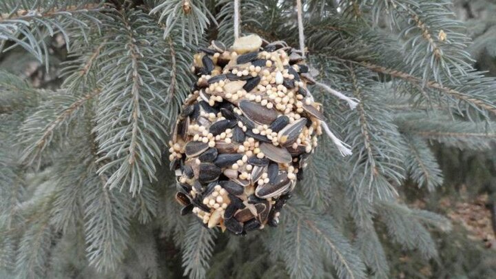 Picture of a Pinecone bird feeder.