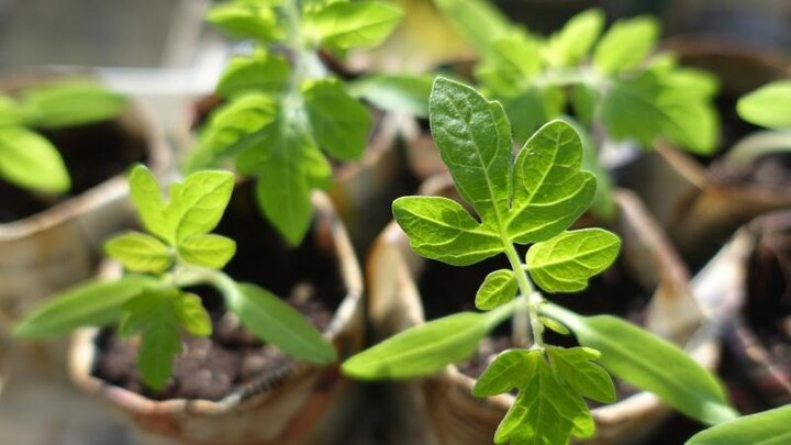 Image of seedlings started indoors for the early season garden. 