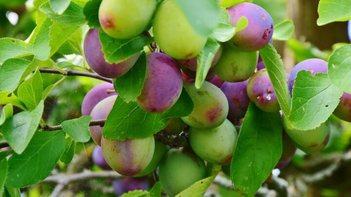 Picture of plums ripening.