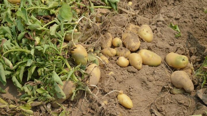 Picture of freshly dug potatoes.