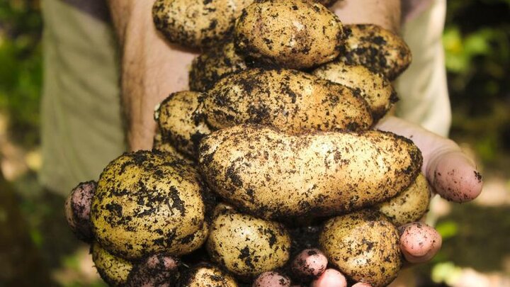 Picture of potatoes from the garden.