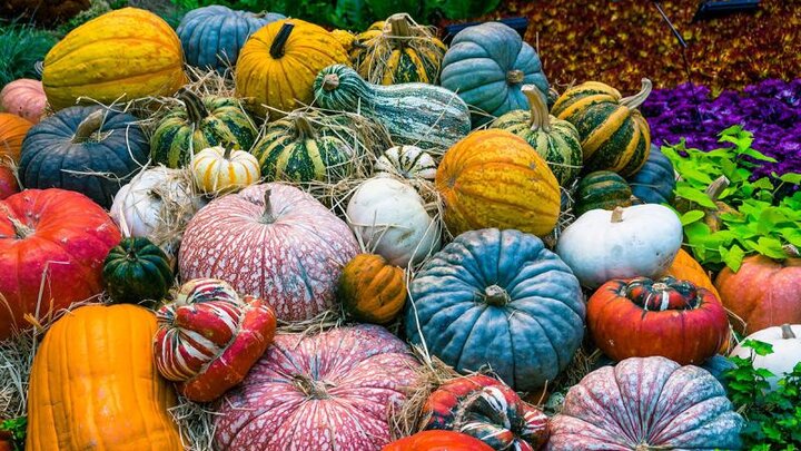 Picture of lots of colorful pumpkins.