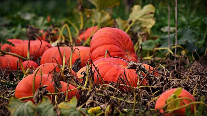 Picture of pumpkins ready for harvest. 