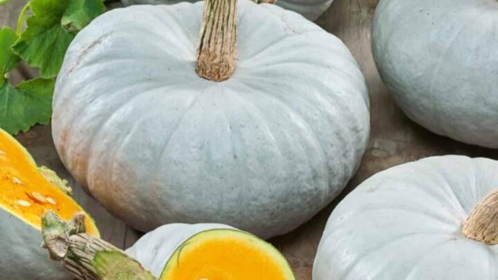 Picture of All-American blue pumpkins.