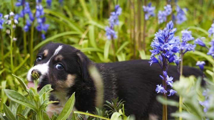 Picture of a puppy in flowers