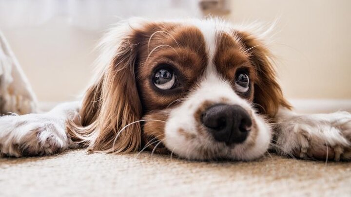 Picture of resting dog.