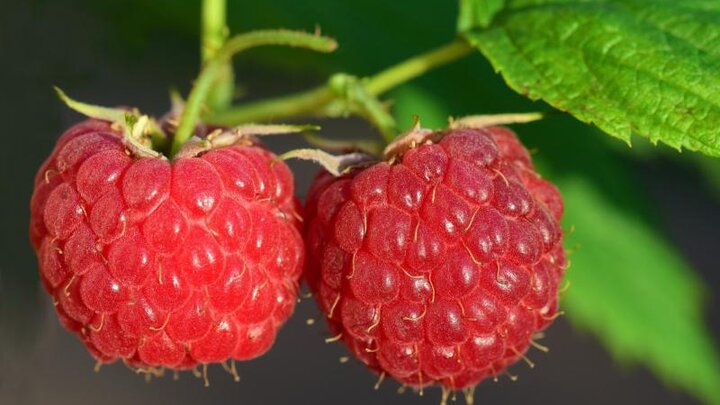 Image of red raspberries. 