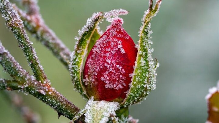 Picture of frost on the rose plant.