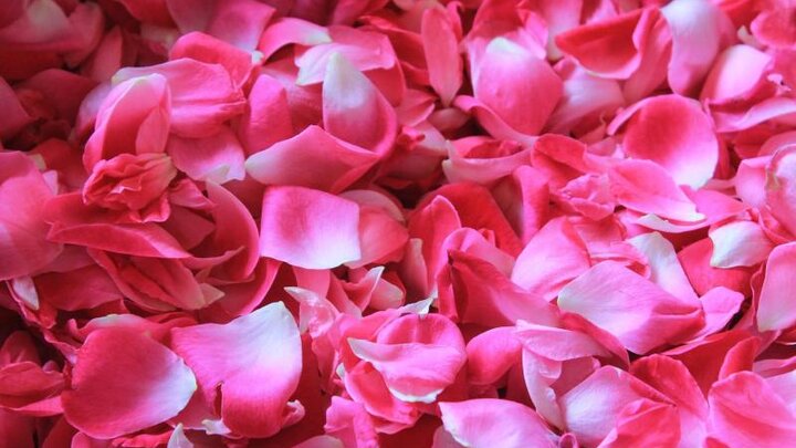 Picture of rose petals.