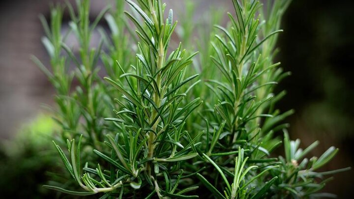 Picture of Rosemary, A Herb for All Seasons.