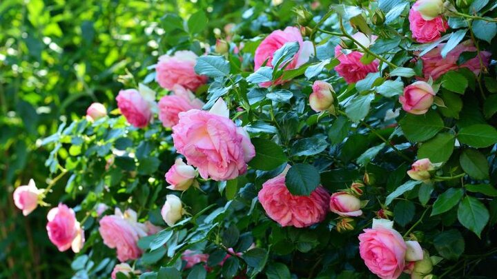 Pictures of pink shrub rose flowers.