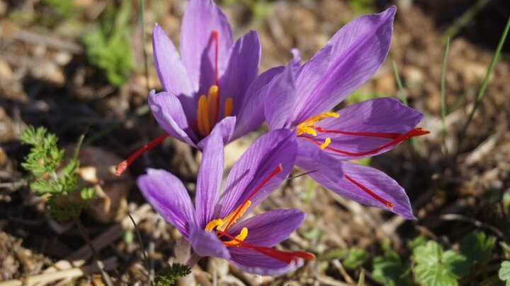 Image of saffron, Crocus sativus, flowers. 