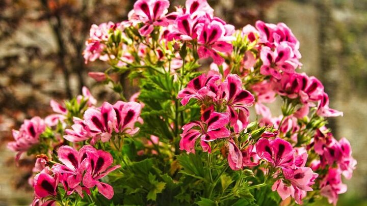 Image of scented geranium flowers. 