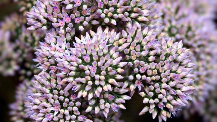 Image of tall sedum flowers, just beginning to open. 