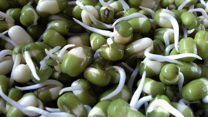 Picture of edible seeds for sprouts.