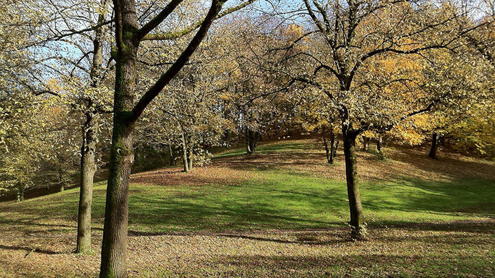 Image of turfgrass shaded by multiple trees. 