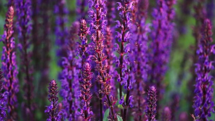 Image of salvia flowers. 