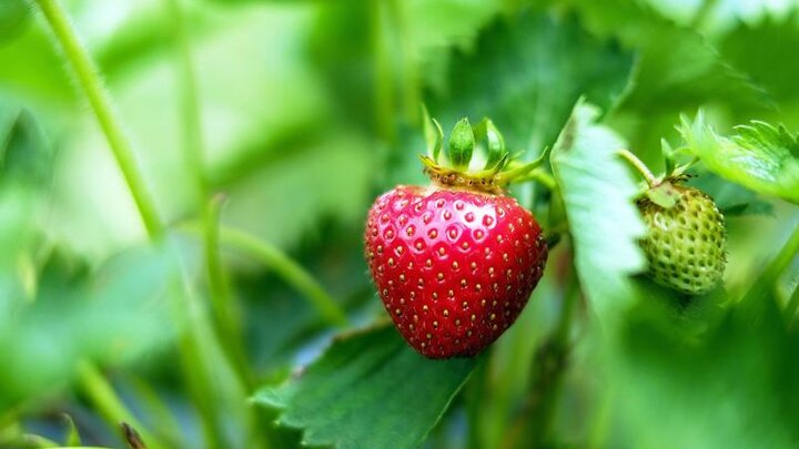 Picture of red strawberry, ready to pick.