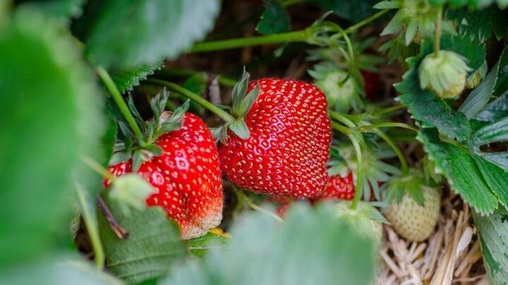 Image of strawberries ready to harvest. 