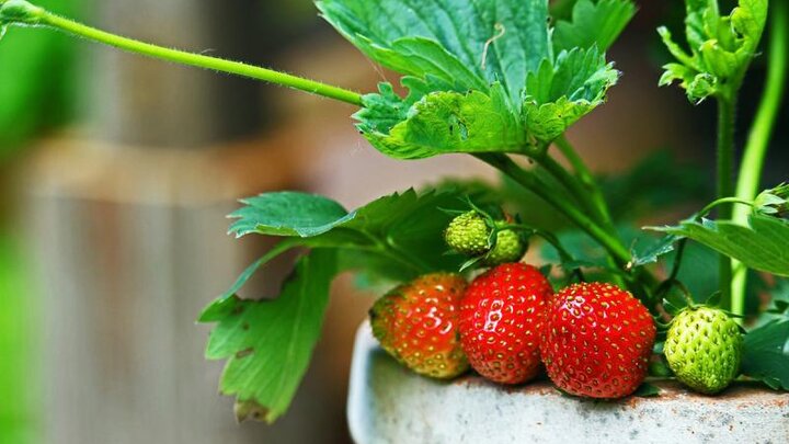 Picture of strawberries in container.